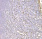 Anti-SND1 Antibody Picoband™ (monoclonal, 5F5E9)